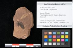 Foto (Objekt + Etikett) von Pinus latoniae Ettingshausen (NHMW-GEO-2024-0188-0339)